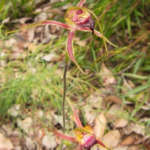 Karri spider orchid
