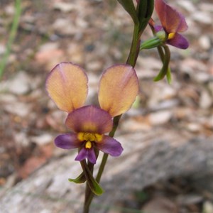 Purple Pansy Orchid