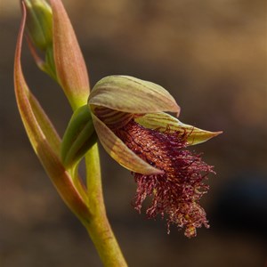 Wandoo Beard Orchid