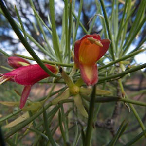 Eremophila oldfieldii subsp. angustifolia