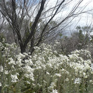 Flannel Flower field
