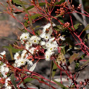 Narrow leaved Red Mallee