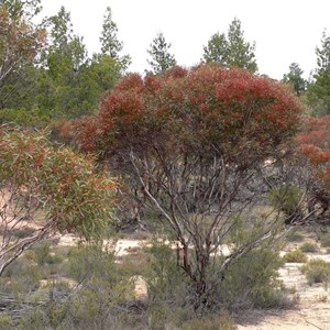 Narrow leaved Red Mallee
