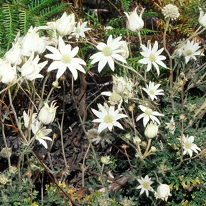 flannel flowers