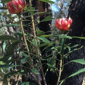 Waratah
