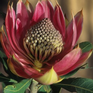 Waratah 