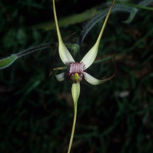 Caladeni longicauda
