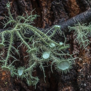 Usna molliuscula