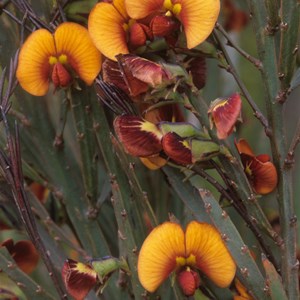 orange native pea 