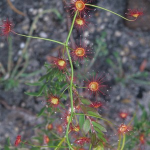 Rainbow Sun dews