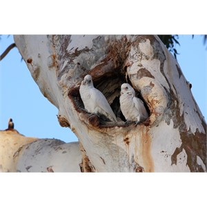 corella's at Inaminka by the Cooper