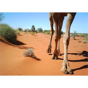 Camel - Little Sandy Desert/Lake Disappointment 2013