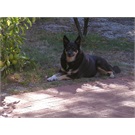 Simba our much missed baby