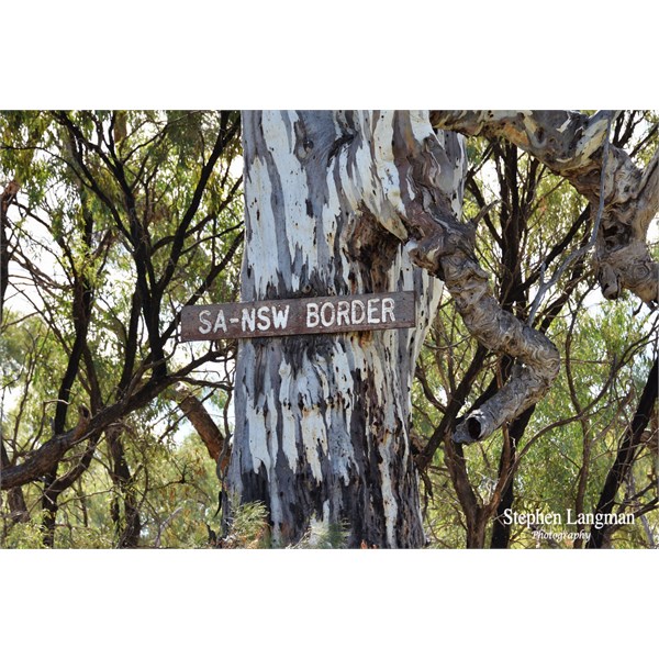 Unofficial Sign on large River Red Gum at the SA/NSW Border Marker