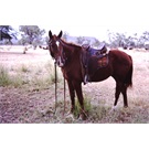 Must have been a Favourite?