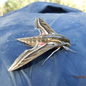 Racing moth at Mungerannie