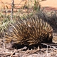 Echidna
